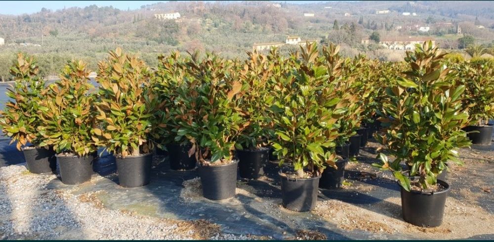 Magnolia grandiflora copac și tufa