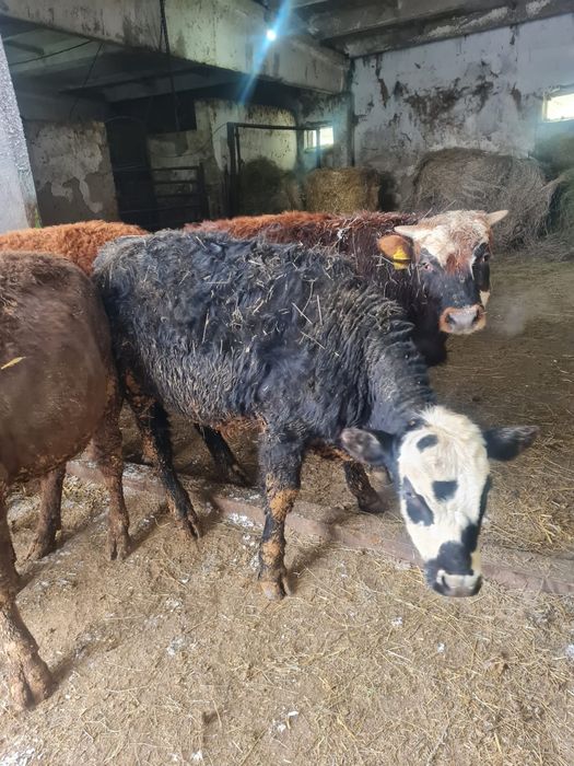 Продам бычков годовалый,