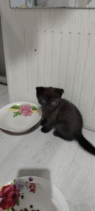 Отдам котят вислоухие 2 девочки