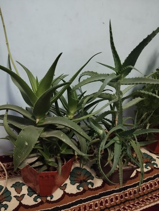 Aloe xonaki gullar sotiladi