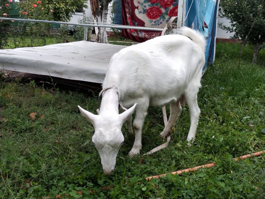 Заанен ешкі сатылады 1 туған