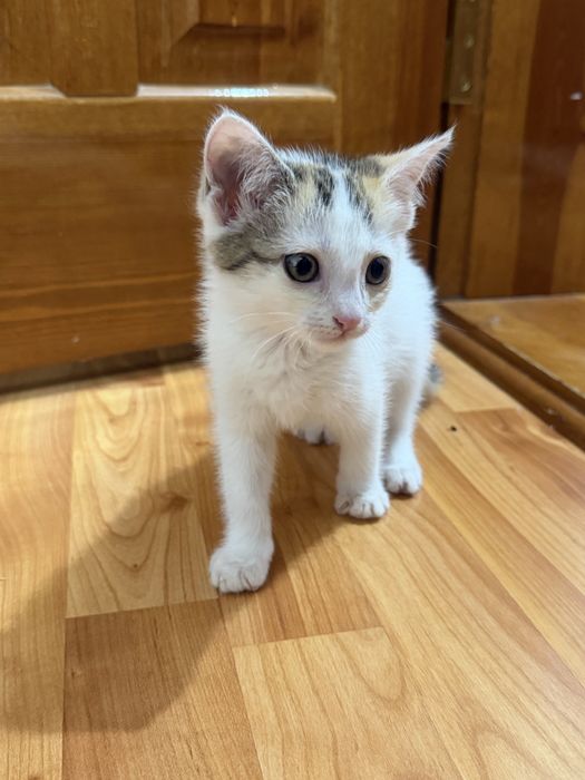 Отдадим в добрые руки котенка