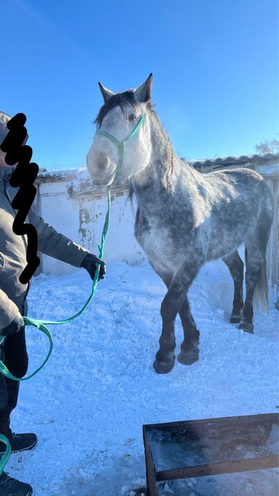 Жеребец 5 летка