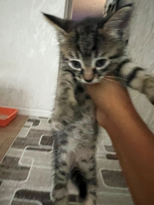Отдам котят даром в добрые руки