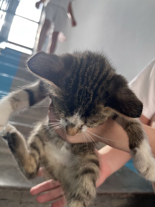 Изем любящий дом для котенка