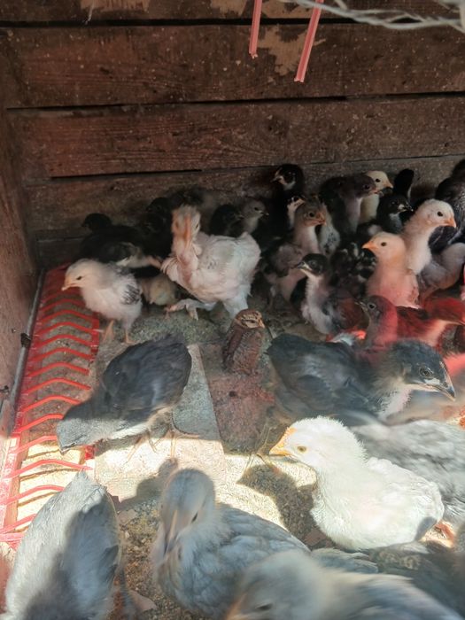 Boboci de rață mută cicolatie si pui de gaină