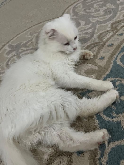 Кошка домашний .