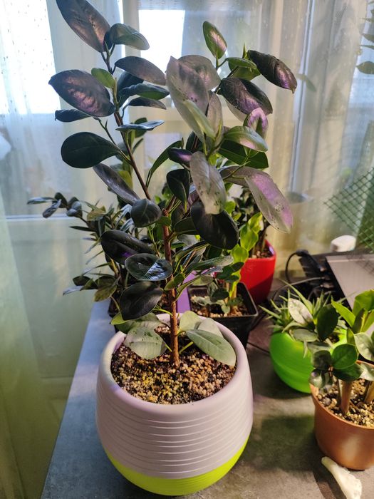 Фикус Мокламе (Ficus microcarpa 'Moclame')