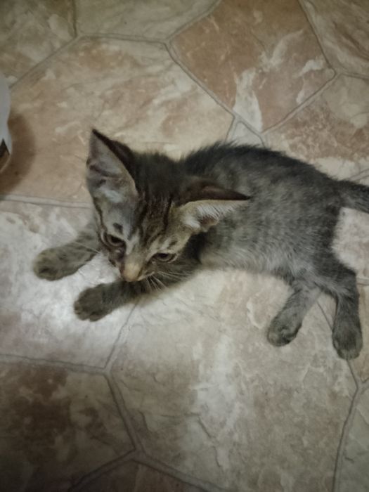 Котята ищут ДОБРЫЙ ДОМ