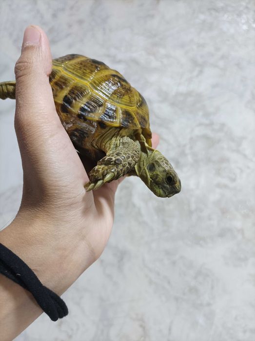 Toshbaqa sotiladi! (Продается черепашки!)