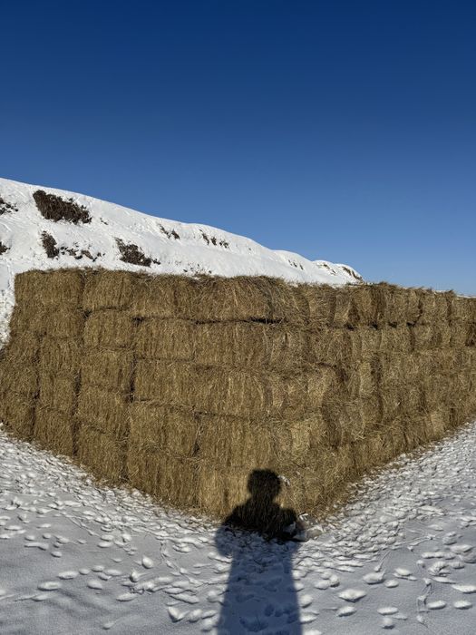 Продсм Сено в тюках