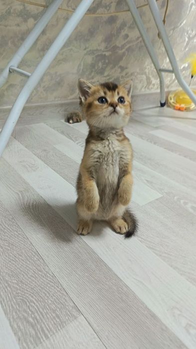 Чистокровные девочка от правильной вязки