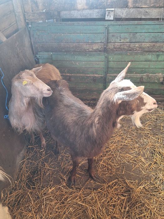 Козите са бремени в 4ти месец