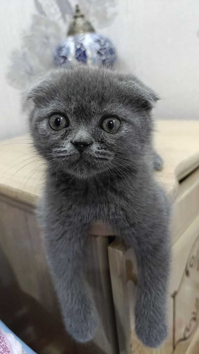 Продаются породистый котик от правильной вязки