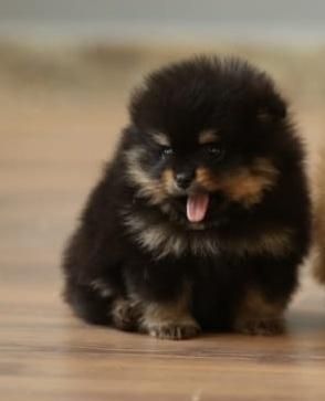 Продам маленьких шпицов