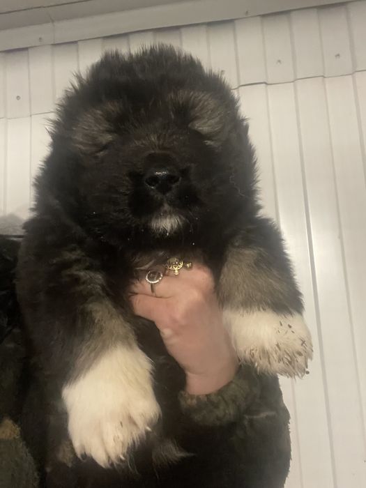 Щенки кавказской овчарки