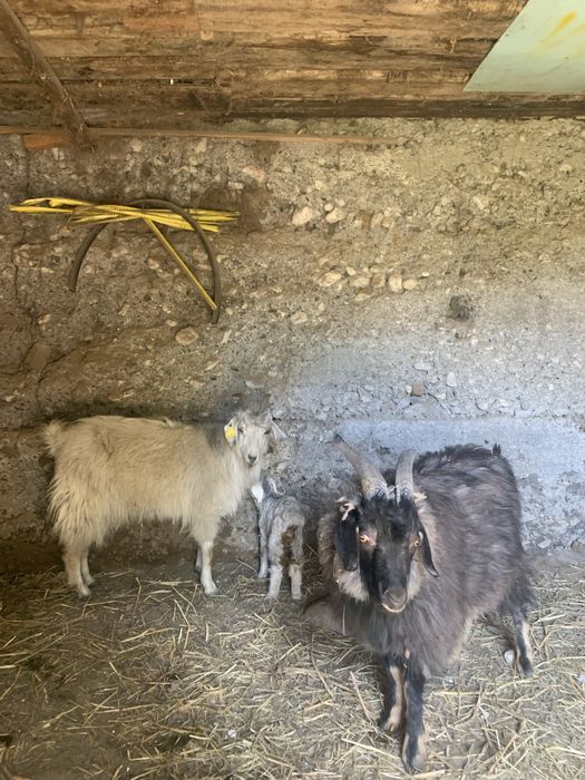 Ешкы лагымен сатылады