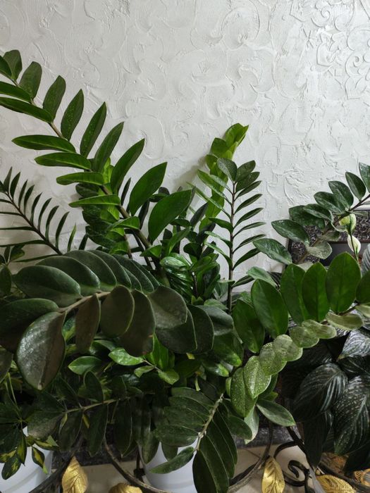 Gullar sotiladi. Hammasi sog’lom.