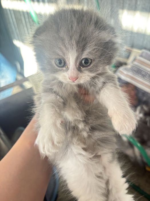 Срочно продам котят