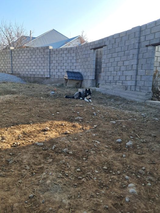 Хаски 1,5годика любит игратся