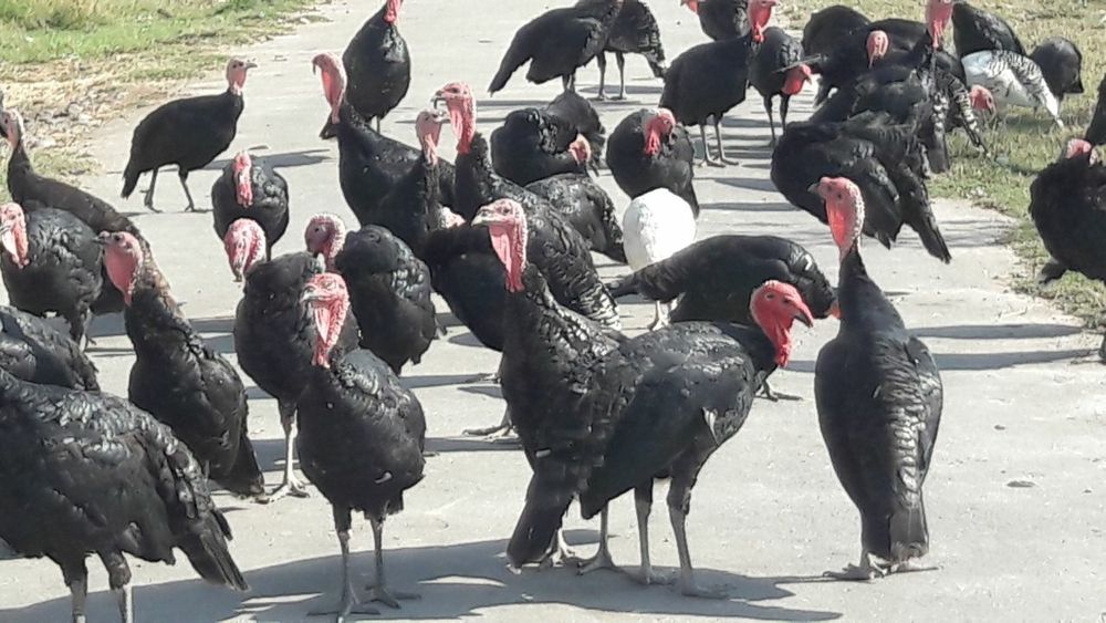 Kurkalar sotiladi optom narxlarda