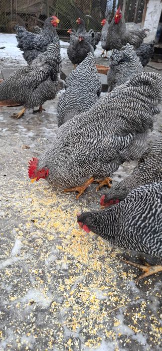 Vand pui de găină rasa Playmonth Rock Barat