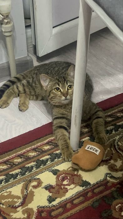 Кот, Кошка, котенок отдам хорошие руки