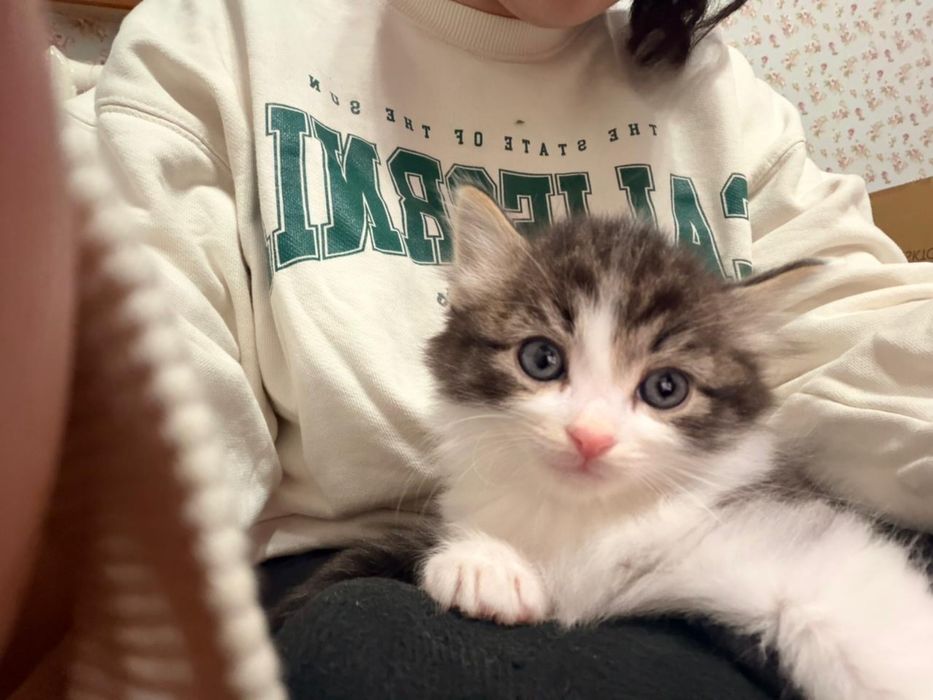 Отдам котят красивых