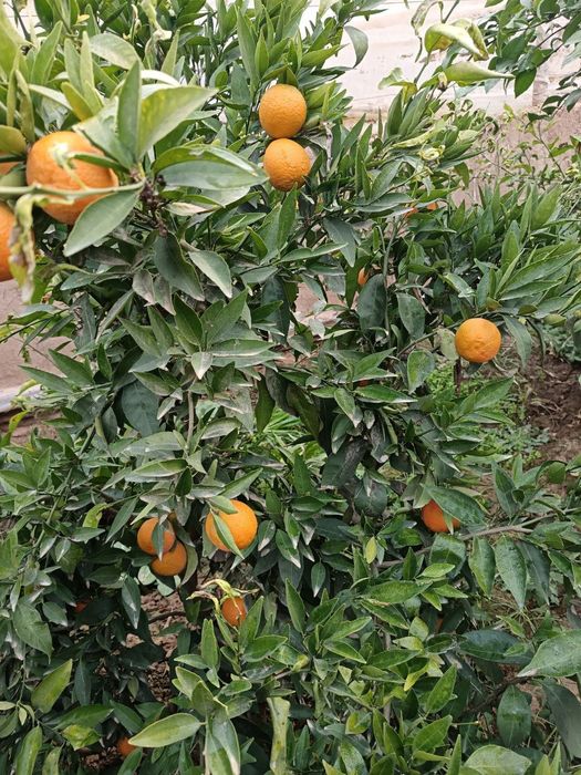 Qashqadaryo viloyati Qarshi tumanida 12sotix yer maydoni 7sotix parnik