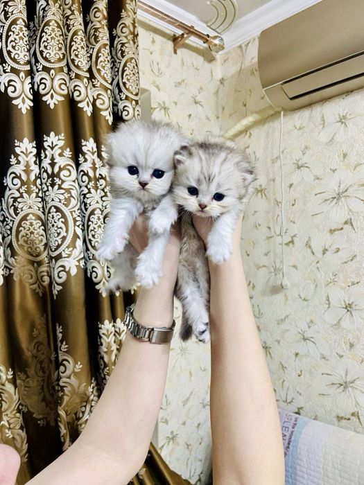 Британские шиншиллы чистокровные