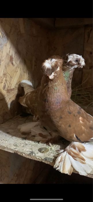 Голуби вольерные