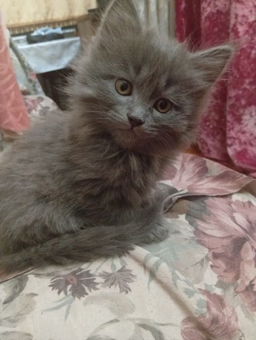 Продадим котеенка