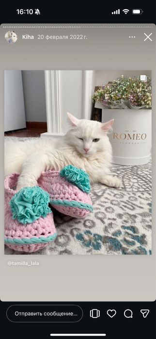 Отдам кота БЕСПЛАТНО