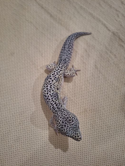 Самец Эублефар вместе с террариумом