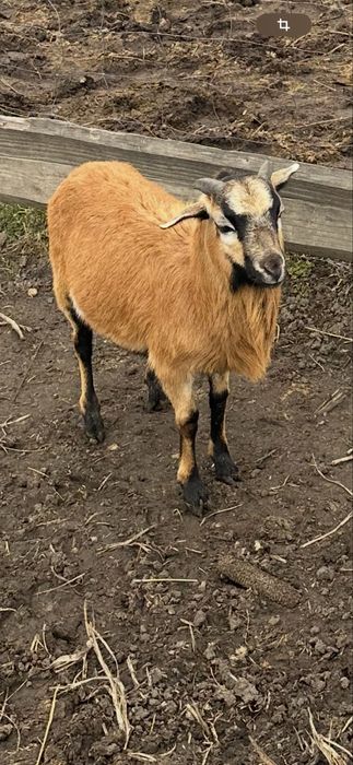 Vand 2 berbecuti de camerun