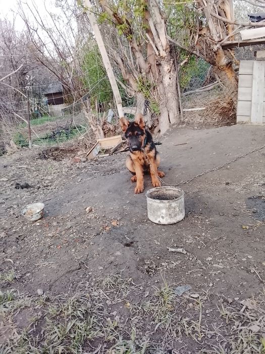 Таза канды неміс