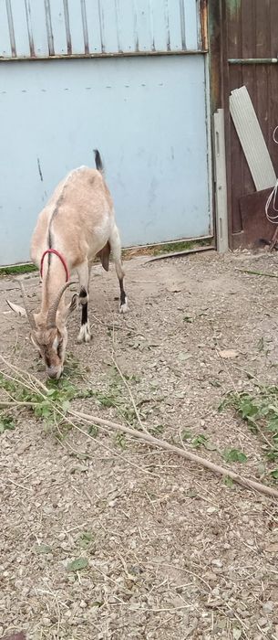 Продам заненскую козу