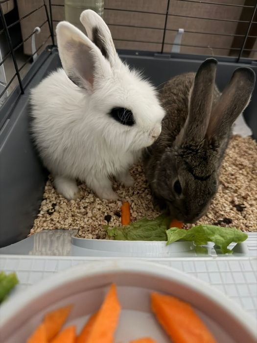 Продам декоративных кроликов