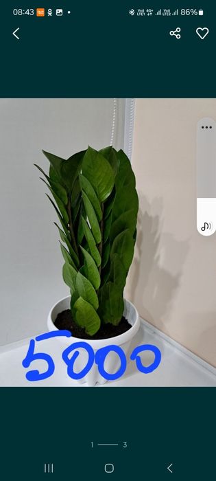 Замиокулькас Пирамида