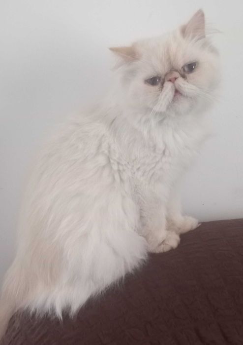 Pisici persane orange cu botic turtit