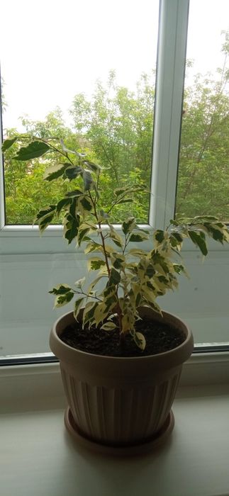 Фикус бенжамина.