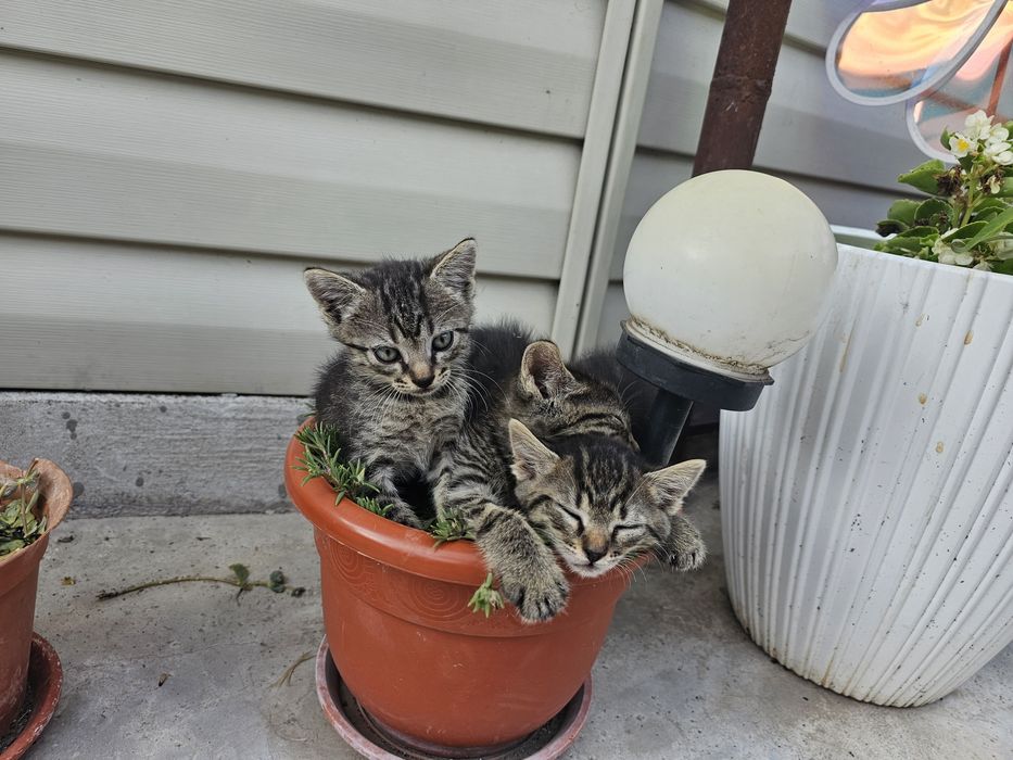 Dau 5 pui de pisica spre adoptie, 2 baieti si 3 fefe