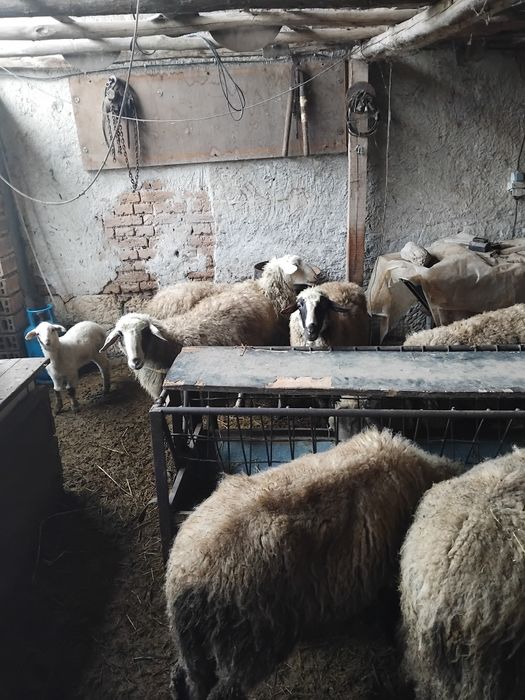 Овце с агнета,агнета.