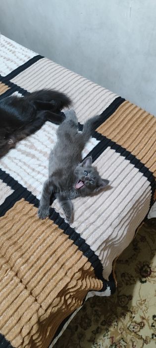 отдам котенка даром