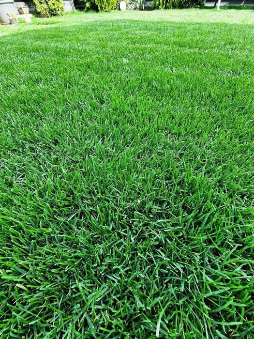 Gazon Rulou Premium pe stoc, Verde Crud - Craiova Dedeman - 29 Lei Mp