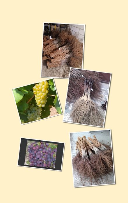 Producător butasi vita de vie