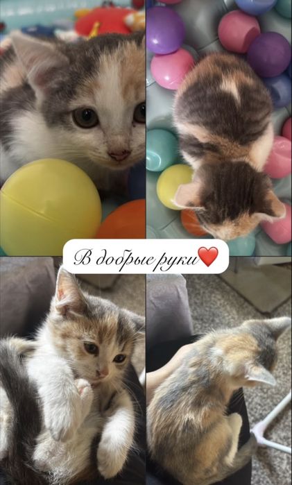 Отдам котят в добрые руки