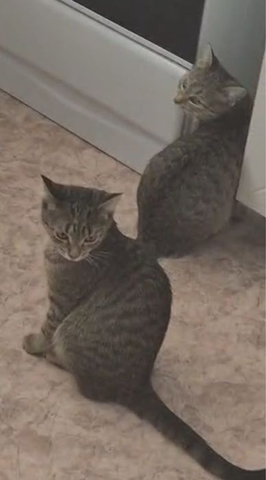 Отдам добрые руки