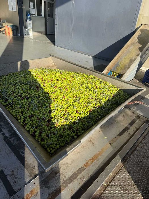 Домашен зехтин – реколта 2025 | студено пресован | 5 кг тенекия