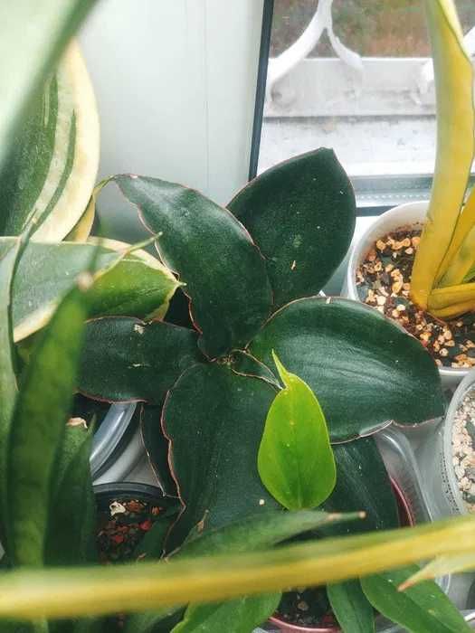 Сансевиерии разных сортов